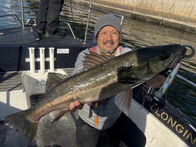 シーバス(スズキ)