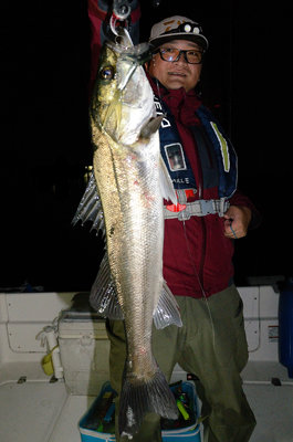 シーバス(スズキ)