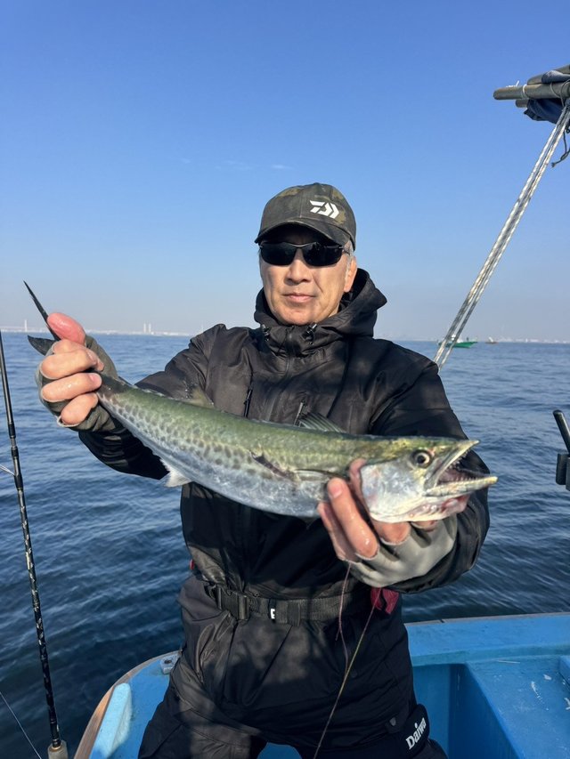 サゴシ(サワラ)