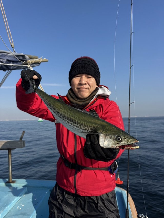 サゴシ(サワラ)