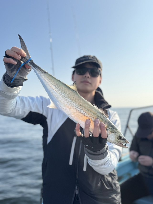 サゴシ(サワラ)