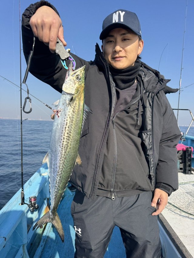 サゴシ(サワラ)