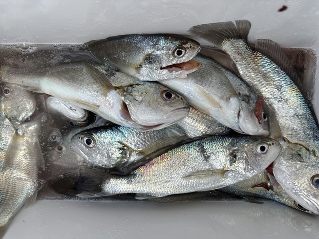 イシモチ(シログチ)