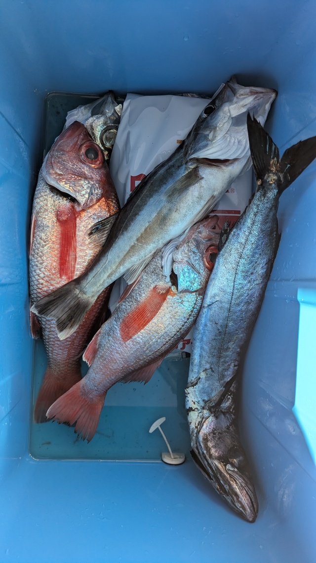 アラ・アカムツ