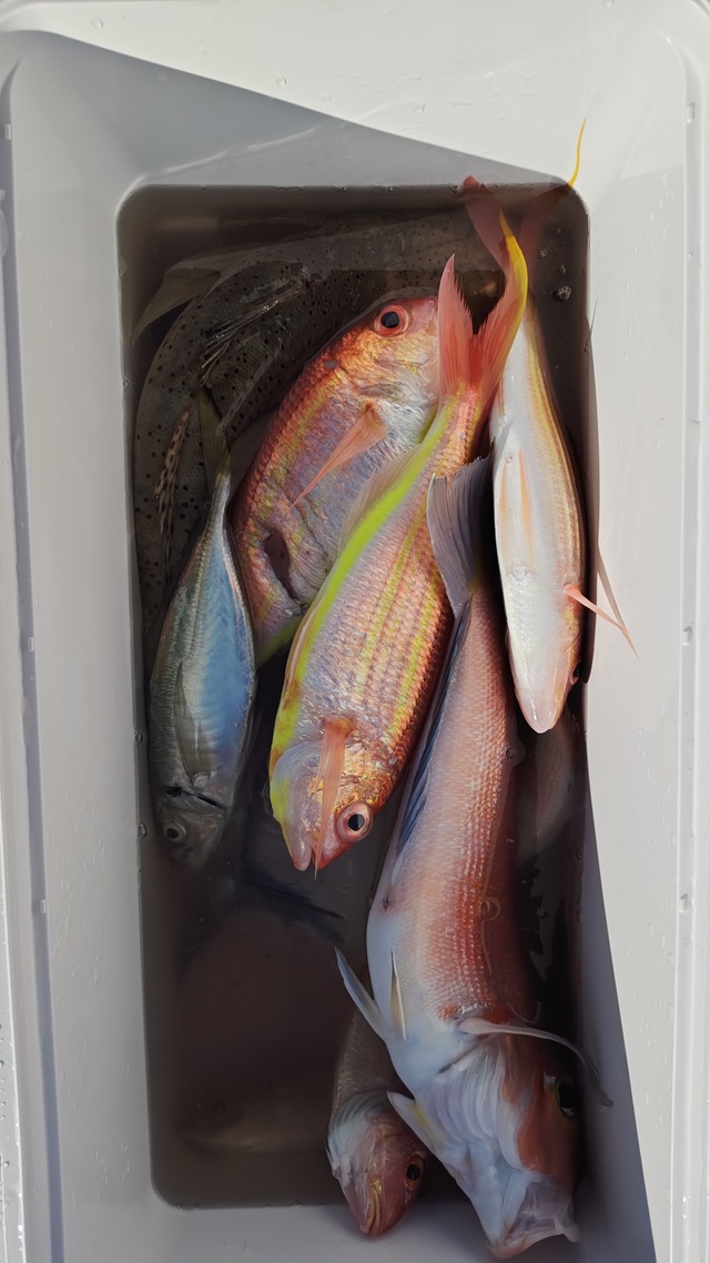 アジ(マアジ)・アカアマダイ・イトヨリ(イトヨリダイ)