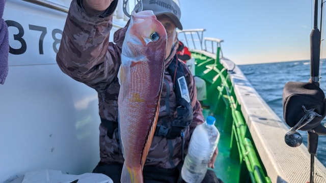 アマダイ(アカアマダイ)