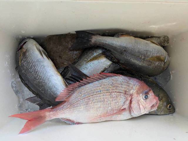 マダイ・イサキ