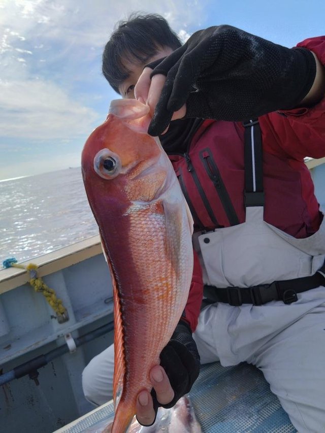 アマダイ(アカアマダイ)