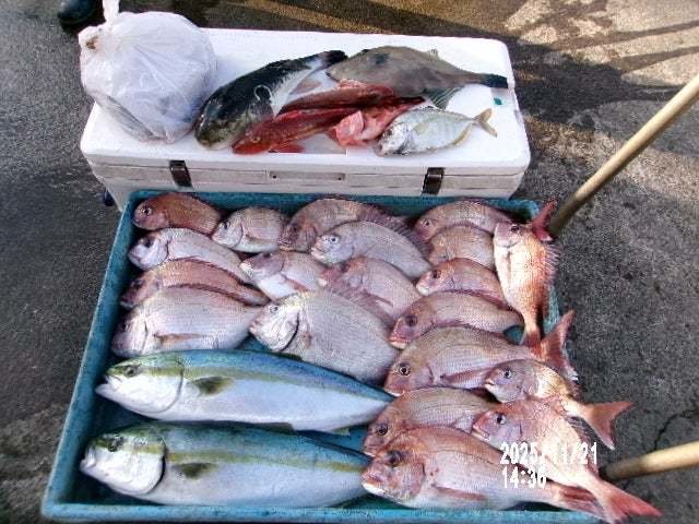 マダイ・カイワリ・ワラサ(ブリ)・ウマヅラ(ウマヅラハギ)・トラフグ