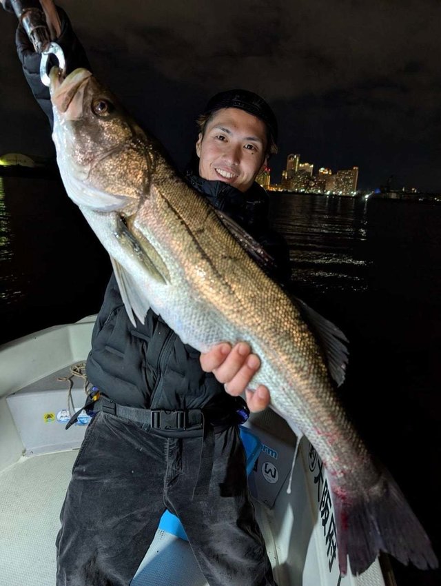 シーバス(スズキ)