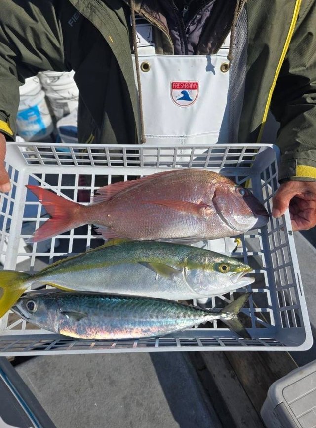 マダイ・イナダ(ブリ)・サバ(ゴマサバ)