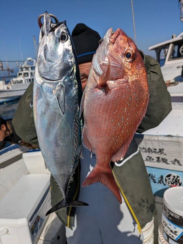 マダイ・ヒラソウダ