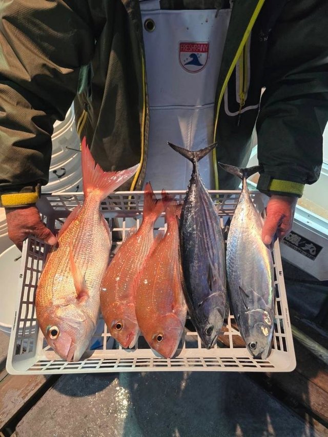 マダイ・ヒラソーダ(ヒラソウダ)