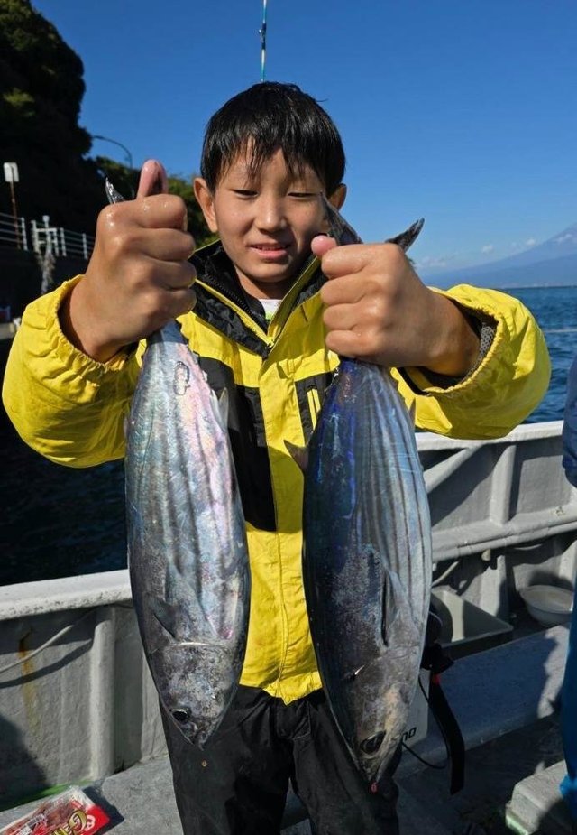 ホンガツオ(カツオ)