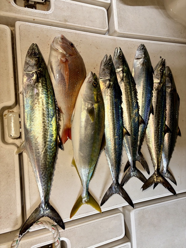 マダイ・マアジ・イナダ(ブリ)・サワラ