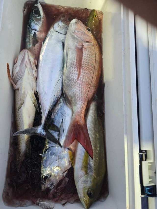 マダイ・イサキ・サバ(ゴマサバ)