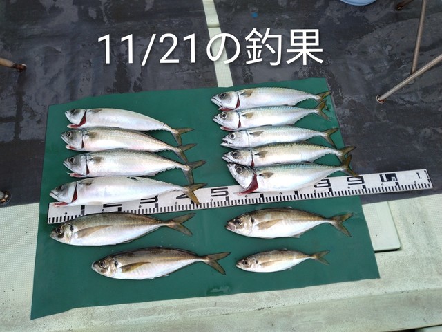 マアジ・マサバ