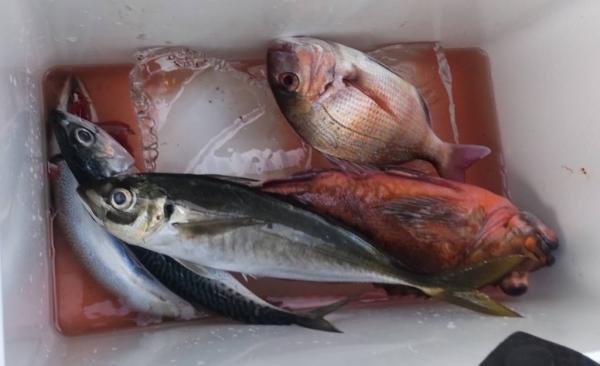 マダイ・アジ(マアジ)・ウッカリカサゴ・サバ(ゴマサバ)