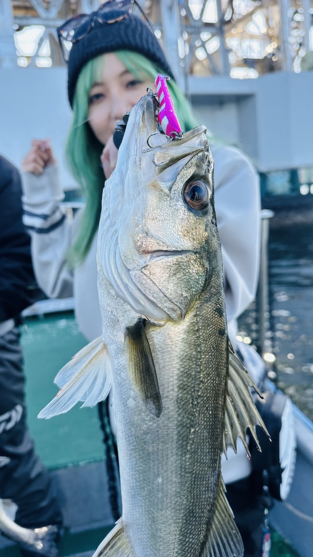 シーバス(スズキ)