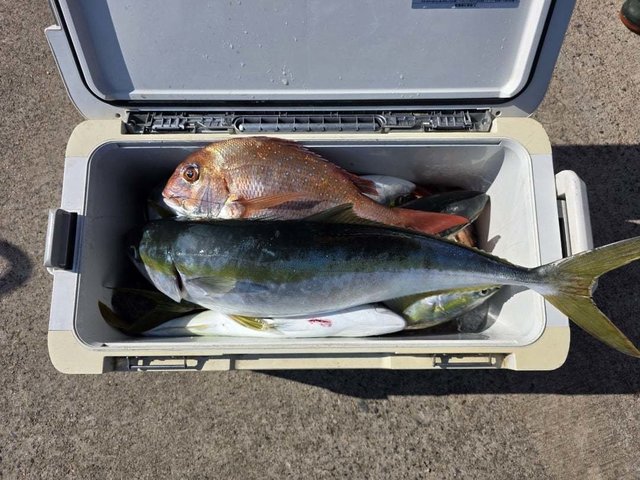 マダイ・イナダ(ブリ)