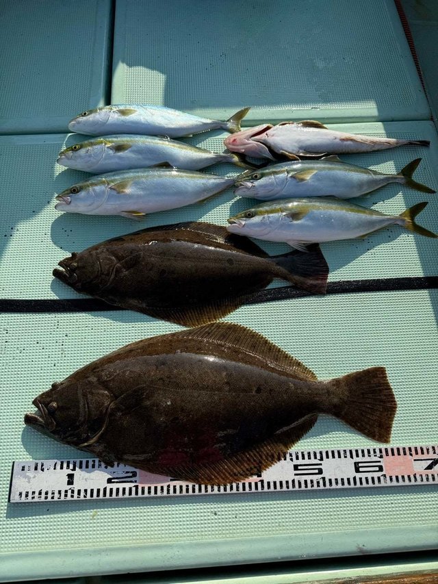 ワラサ(ブリ)・ハマチ(ブリ)・ヒラメ