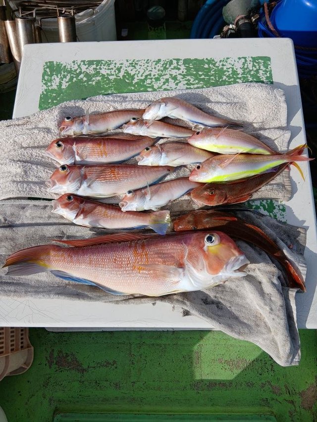 アマダイ(アカアマダイ)・イトヨリ(イトヨリダイ)・ホウボウ