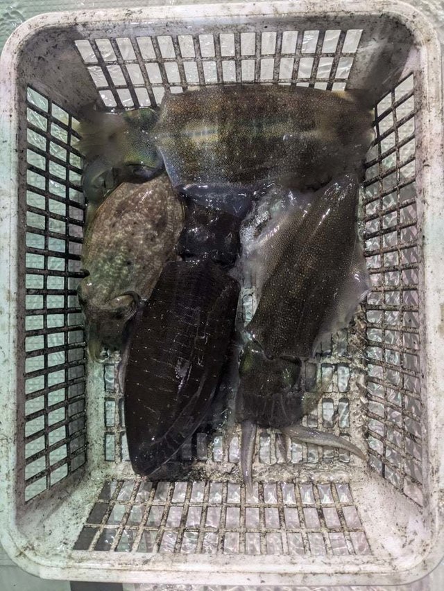 アオリイカ・コウイカ