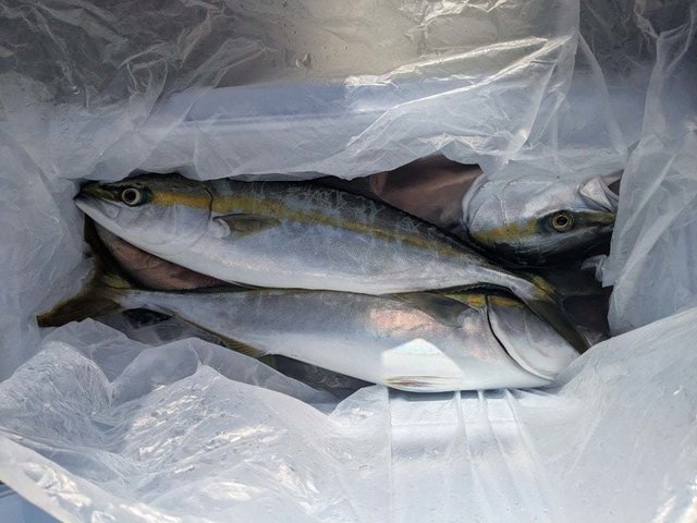 イナダ(ブリ)・ワラサ(ブリ)