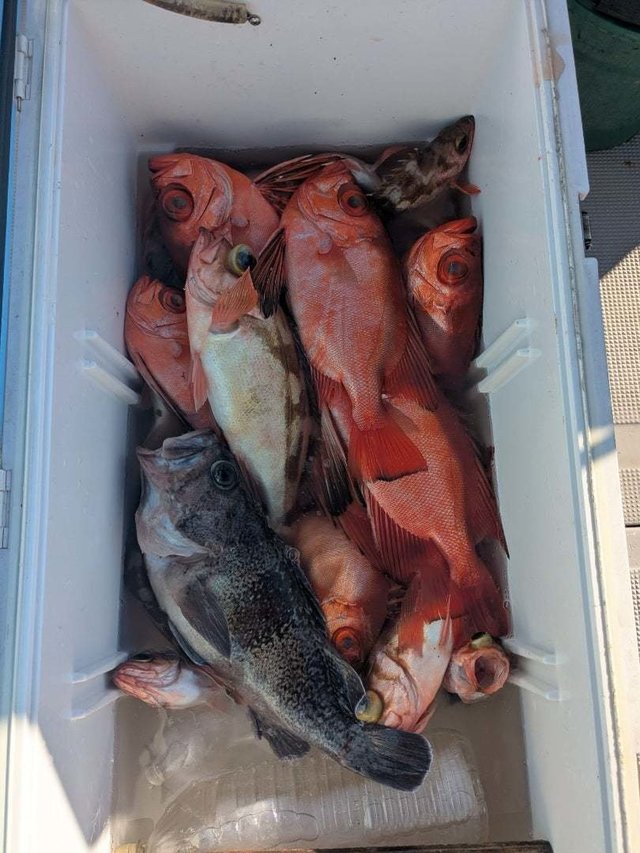 チカメキントキ・メバル・マゾイ(キツネメバル)