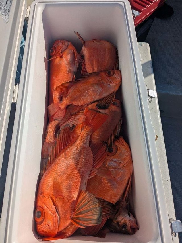 チカメキントキ