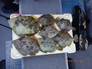 カワハギ