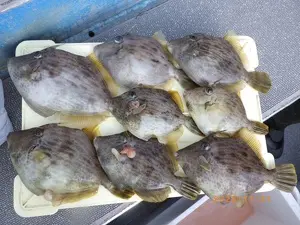 カワハギ