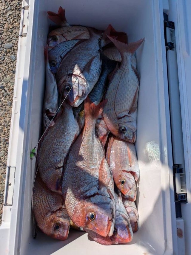 ハナダイ(チダイ)