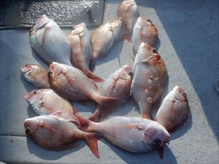 マダイ・ハマチ(ブリ)