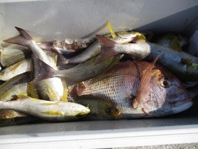 マダイ・イサギ(イサキ)