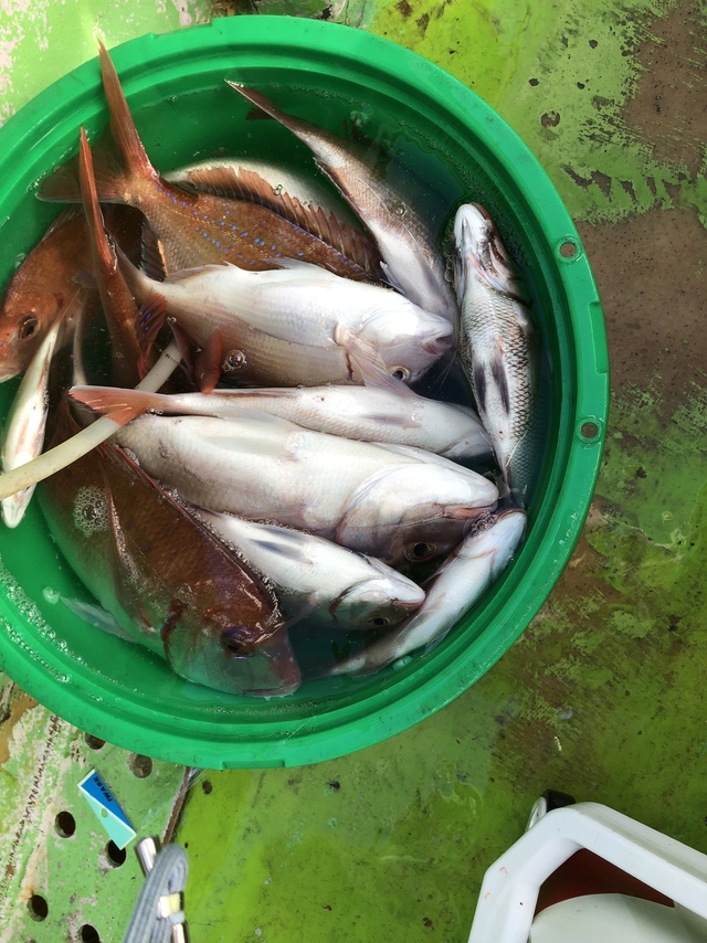 ハナダイ(チダイ)