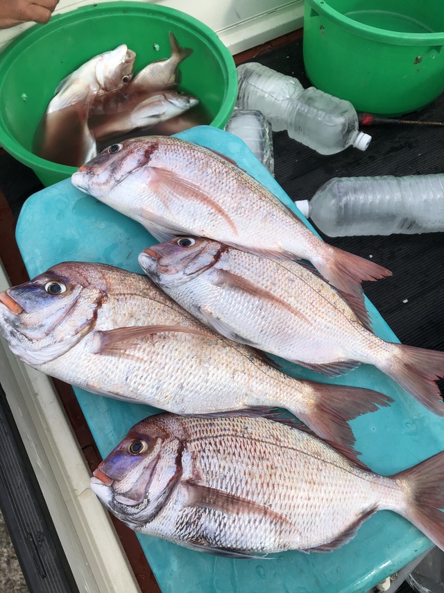 ハナダイ(チダイ)