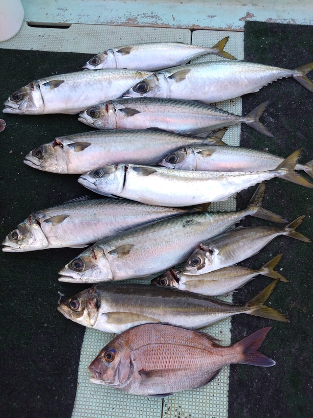 タイ(マダイ)・アジ(マアジ)・サバ(マサバ)