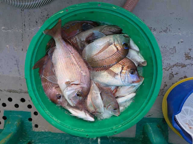 ハナダイ(チダイ)