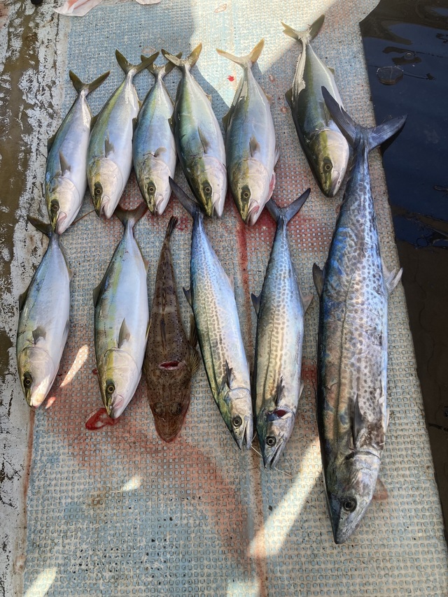 ハマチ(ブリ)・サワラ