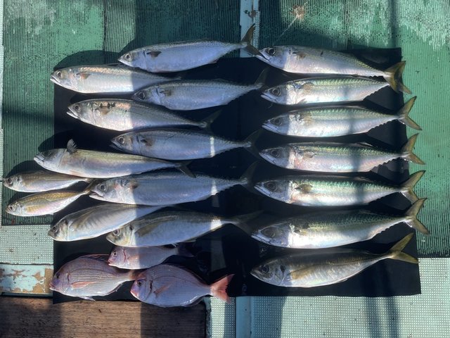 チャリコ(マダイ)・マアジ・マサバ