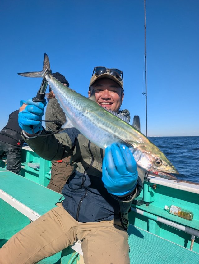 サゴシ(サワラ)