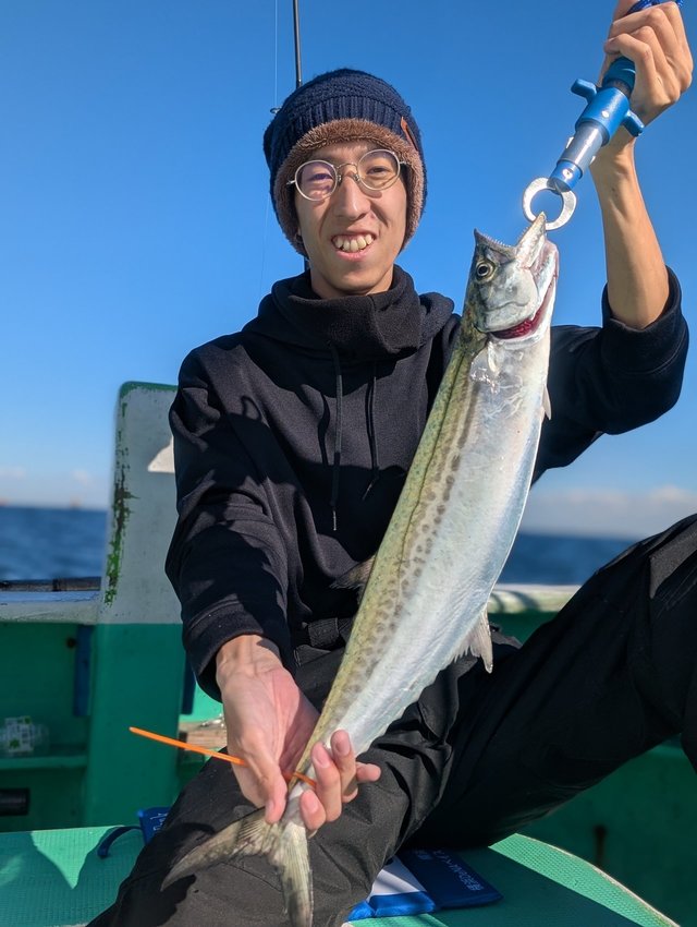 サゴシ(サワラ)