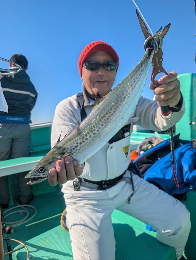 サゴシ(サワラ)