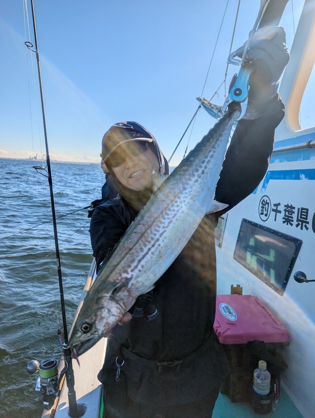 サゴシ(サワラ)