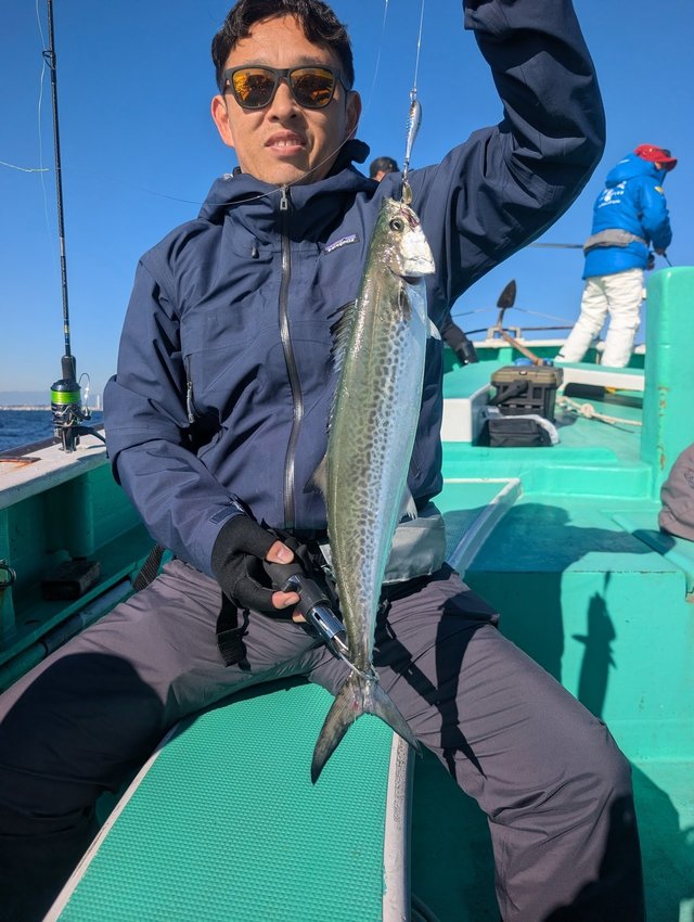 サゴシ(サワラ)