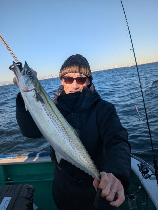 サゴシ(サワラ)