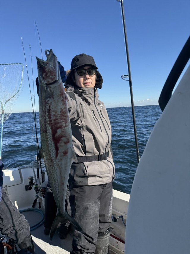 サゴシ(サワラ)