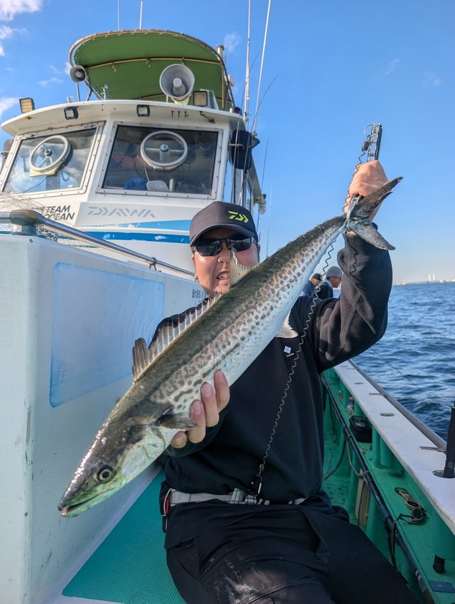 サゴシ(サワラ)