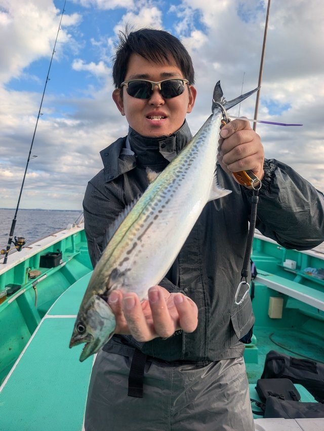 サゴシ(サワラ)